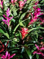 Albums/20200303-Kew Gardens/20